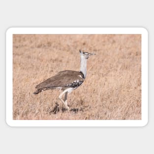 Cory Bustard Sticker